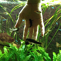 Hand in einem Aquarium